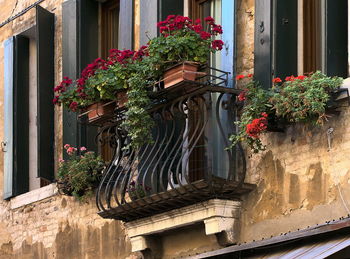 Potted plants on window of building