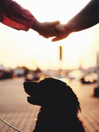 Close-up of hand holding dog against sky during sunset