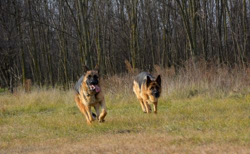 Dogs in grass