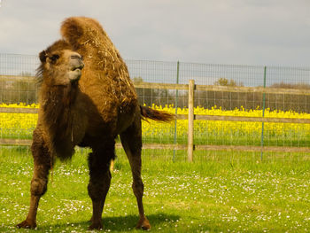Full length of a horse standing on field
