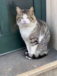 Portrait of cat sitting outdoors