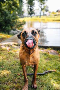 Portrait of dog standing on plant