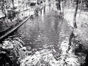 Reflection of trees in water