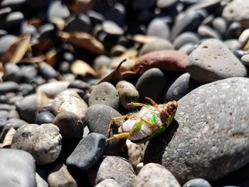 Close-up of crab on pebbles at beach