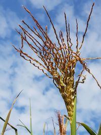 Close-up of stalks in field against sky