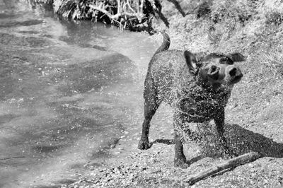 Labrador retriever shaking off water at riverbank