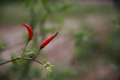 Close-up of red chili pepper plant