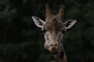 Close-up portrait of a giraffe 