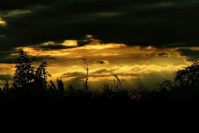 Silhouette trees against sky during sunset