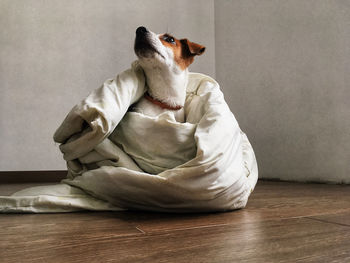 Dog sitting on hardwood floor at home