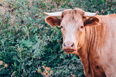 Cow in a field