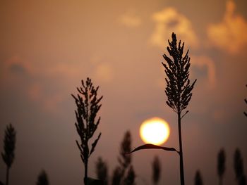 Close-up of plants against sunset