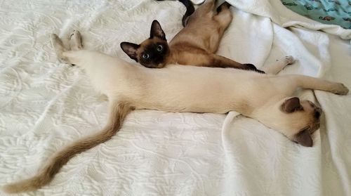 Dog lying down on bed