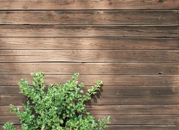 High angle view of plants growing on wooden wall