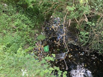 High angle view of plants in lake