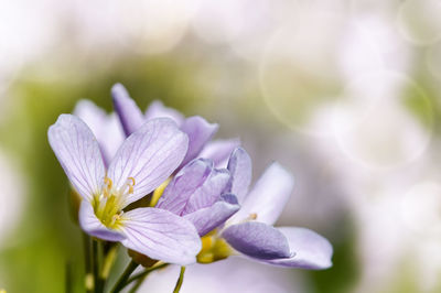 Close-up of flowers blooming outdoors