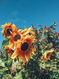Close-up of yellow flowering plants against sky