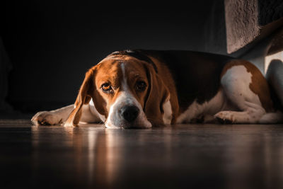 Close-up portrait of a dog resting