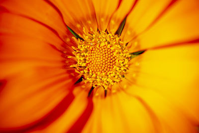 Extreme close-up of orange flower pollen