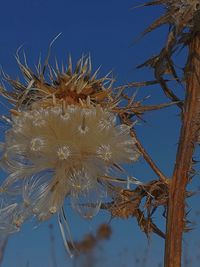 Close-up of flowers against blue sky