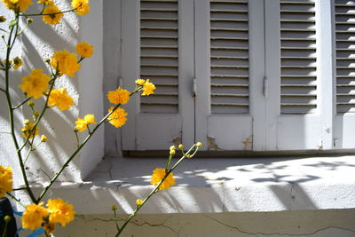 Close-up of yellow flowering plant