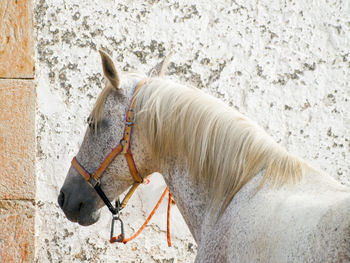 Horse in a snow