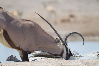 Close-up of horse on field