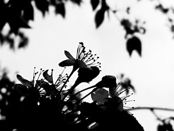 Low angle view of butterfly on flower tree