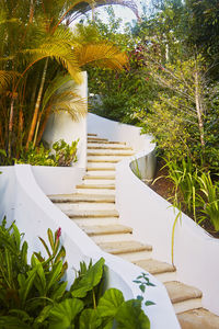 Close-up of potted plant on steps