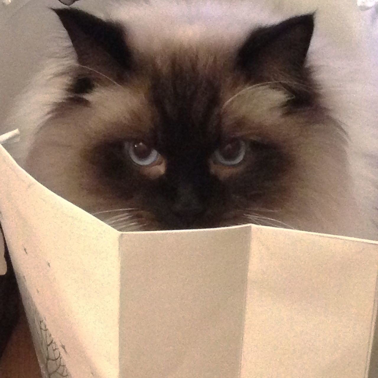 CLOSE-UP PORTRAIT OF CAT WITH BOX