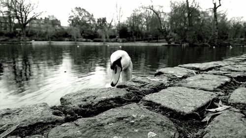 Rear view of swan in lake