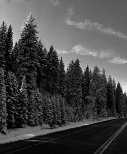 Road by trees against sky