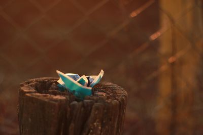 Close-up of a bird against blurred background