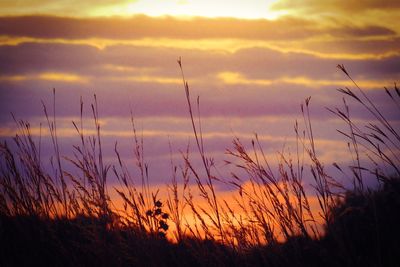 Silhouette plants against sunset sky