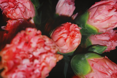 Close-up of pink roses on plant