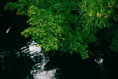 Plants growing on tree