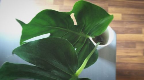 Close-up of green leaves