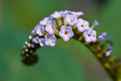 Close-up of purple flowering plant