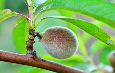 Close-up of fruit on tree