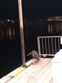 Cat relaxing on table at lake at night