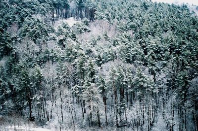 Trees in forest