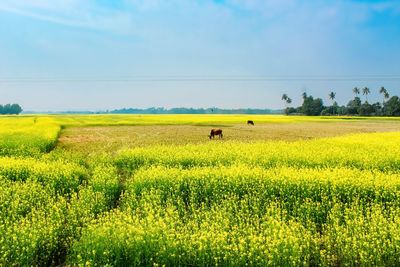 Scenic view of field against sky