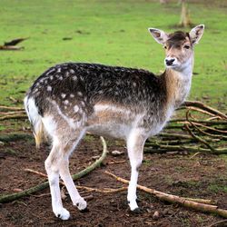 Portrait of deer standing on field