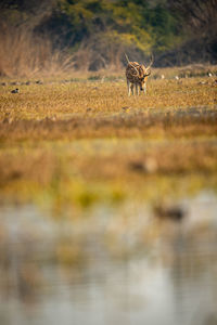 Deer standing in a field