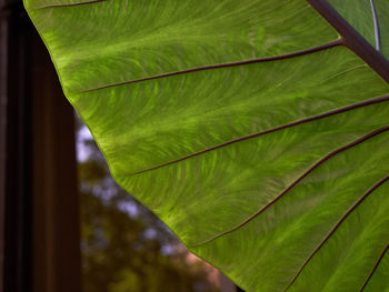 Close-up of palm leaf