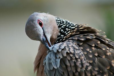Close-up of bird