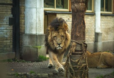 Cat in a zoo