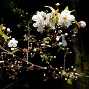 Close-up of apple blossoms in spring