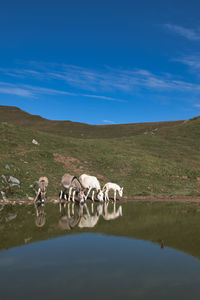 Horses in a farm