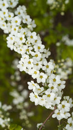 Close-up of white flowering plant